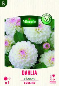 Dahlia pompon Eveline (x1)